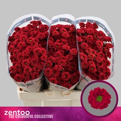 Chr San Melissa Red 55cm 900g