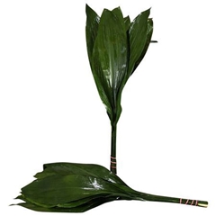 Aspidistra E Per Bunch 90cm