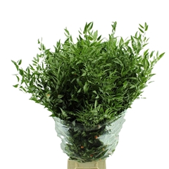 Ruscus Fijn Per Bunch 90cm 4stem