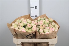 R Tr Sweet Giselle! 70cm 55+