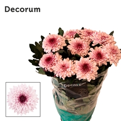 Chr G Pip Pretty 70cm 90gram