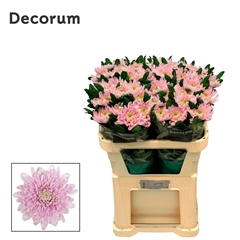 Chr G Rossano 70cm 75gram