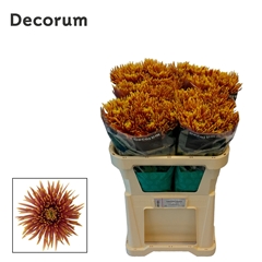 Chr G Saffina Dark 70cm 80gram