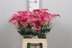 Zant Captain Romance 65cm
