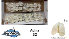 Anth A Adina 55cm 11cm Ø