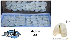 Anth A Adina 55cm 11cm Ø