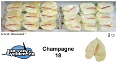 Anth A Champagne 60cm 13cm Ø