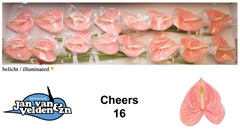 Anth A Cheers 55cm 11cm Ø