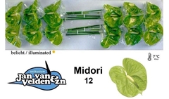 Anth A Midori 60cm 13cm Ø