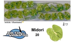 Anth A Midori 50cm 9cm Ø