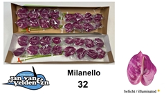 Anth A Milanello 55cm 11cm Ø