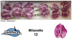 Anth A Milanello 60cm 13cm Ø