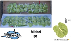 Anth A Midori 50cm 9cm Ø