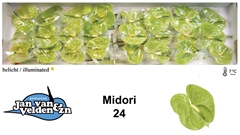 Anth A Midori 55cm 11cm Ø
