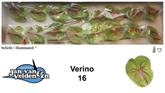 Anth A Verino 55cm 11cm Ø