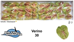 Anth A Verino 50cm 9cm Ø