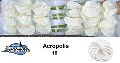 Anth A Acropolis 55cm 13cm Ø