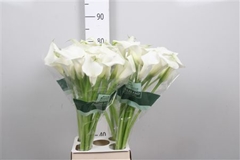 Zant Pure Art 80cm