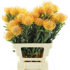Leuco Ayoba Sun 50cm