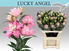 Li Or Du Lucky Angel 80cm 31+