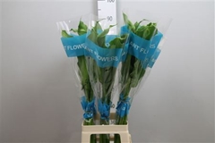 Zant Ae Green Goddes 90cm