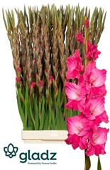 Glad Gr Fairyta Pink 130cm 210gram