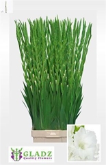 Glad Gr Nova Zembla 125cm 230gram