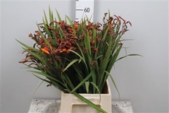 Crocos Emily Mckenzi 60cm