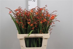 Crocos Other 60cm