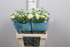 Ran Butterfly Graces 60cm 30gram