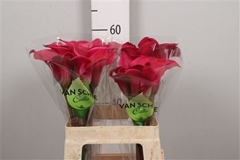 Zant Red Salsa 60cm