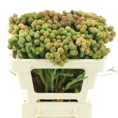 Berzelia Galpinii