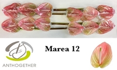 Anth Marea 13cm Ø