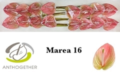 Anth Marea 11cm Ø