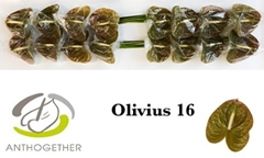 Anth A Olivius 11cm Ø