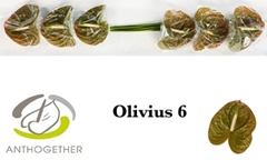 Anth A Olivius 13cm Ø