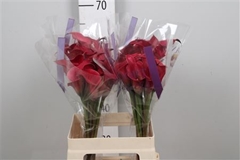 Zanted Red Charm 60cm