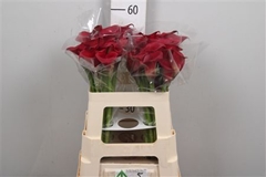 Zant Other 55cm