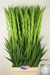 Glad Gr Nova Zembla 120cm 200gram