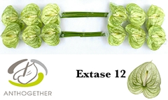 Anth A Extase 13cm Ø