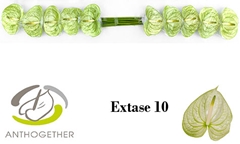 Anth A Extase 9cm Ø