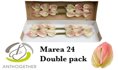 Anth Marea 13cm Ø