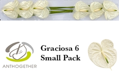 Anth A Graciosa 13cm Ø
