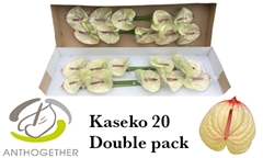 Anth A Kaseko 15cm Ø