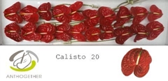 Anth A Calisto 9cm Ø