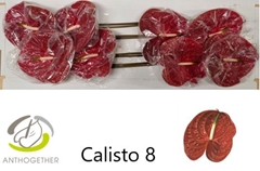 Anth A Calisto 18cm Ø