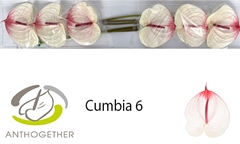 Anth A Cumbia 13cm Ø