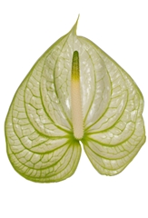 Anth A Extase 9cm Ø