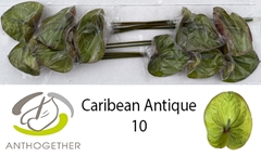 Anth A Caribean Anti 15cm Ø