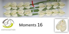 Anth A Moments 11cm Ø